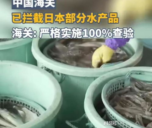 中國(guó)海關(guān)強(qiáng)化對(duì)日本水產(chǎn)品進(jìn)口監(jiān)管，日本媒體高度關(guān)注農(nóng)產(chǎn)品安全議題