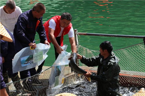 從“放水養(yǎng)魚(yú)”到“放魚(yú)養(yǎng)水” 安康嵐皋的生態(tài)致富新路徑